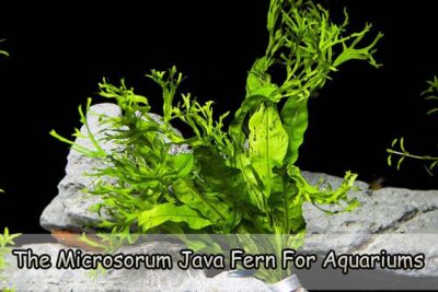 The Microsorum Java Fern for Aquariums