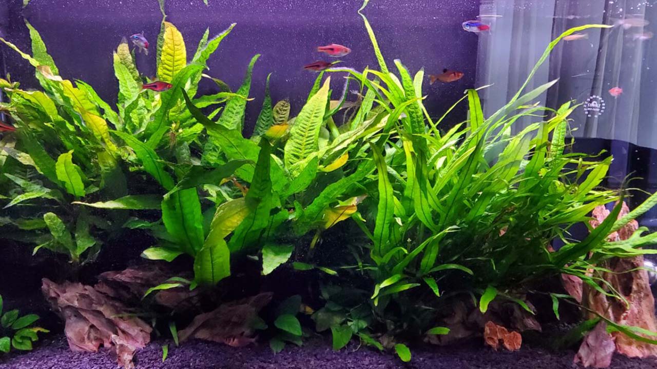 java fern