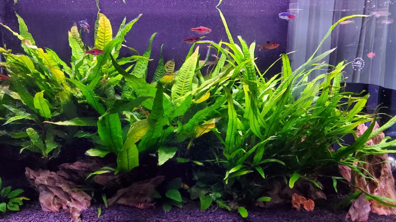 java fern