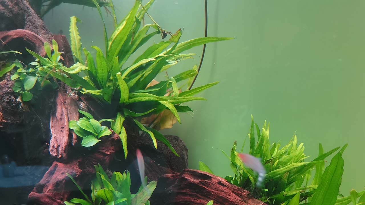 java fern aquarium