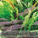 Top Catfish Species for Fish Tanks