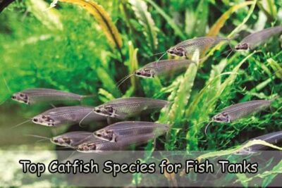 Top Catfish Species for Fish Tanks