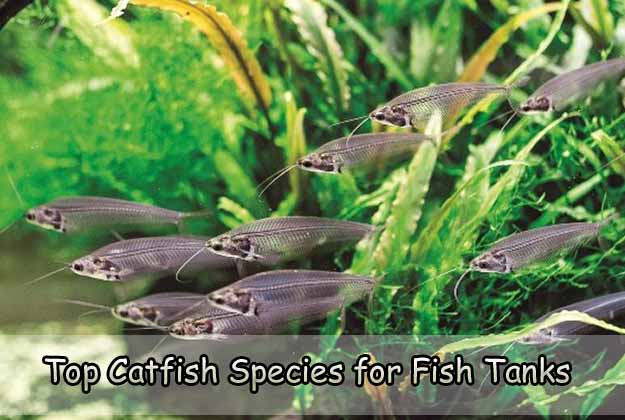 Top Catfish Species for Fish Tanks