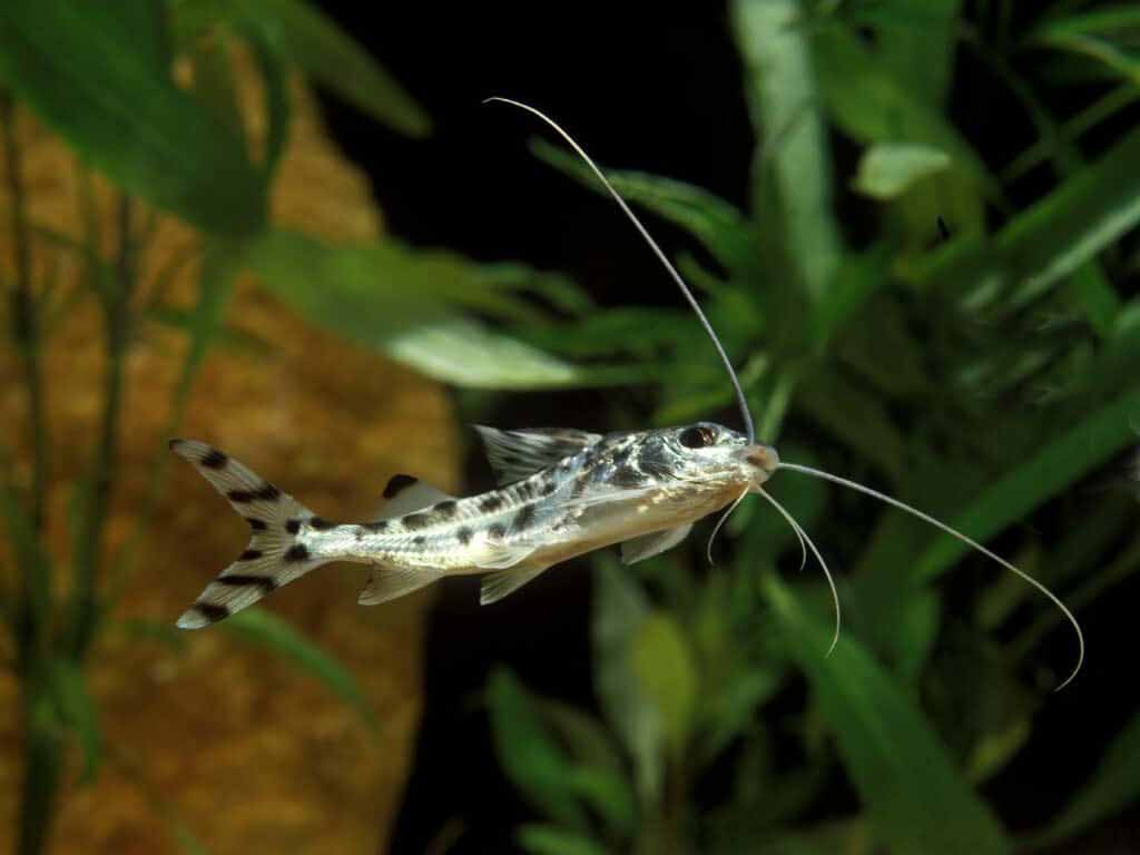 top catfish species