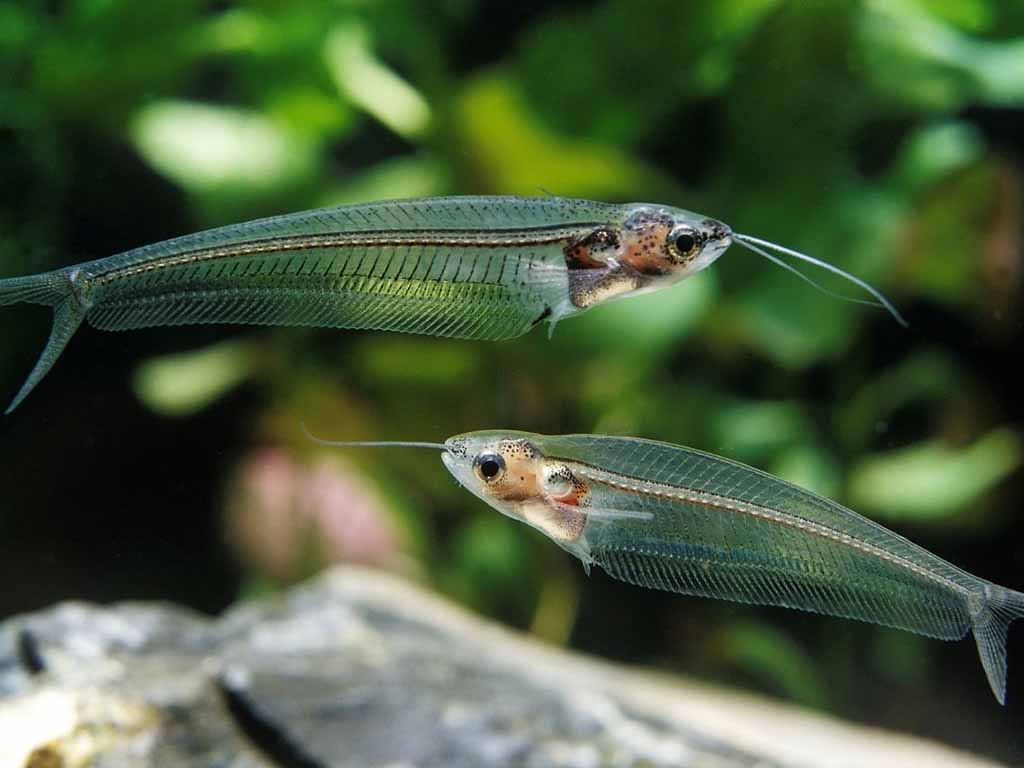 types of aquarium catfish