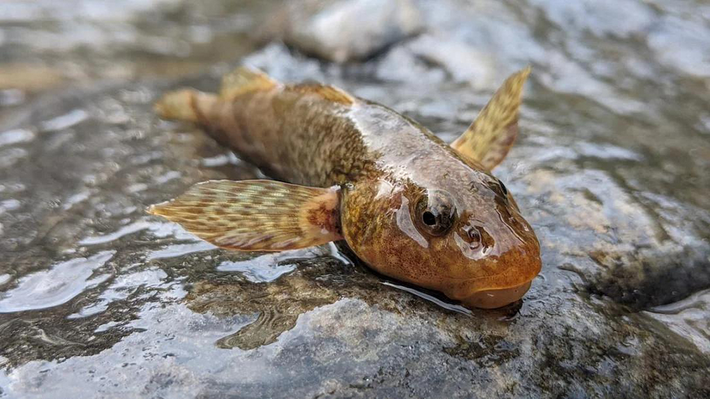 rarest fish