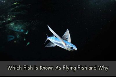 Which Fish is Known As Flying Fish and Why