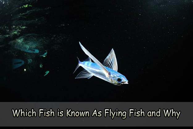 Which Fish is Known As Flying Fish and Why