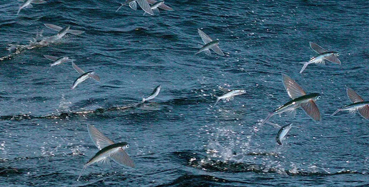 What is flying fish