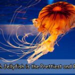 Which Jellyfish is the Prettiest and Rarest