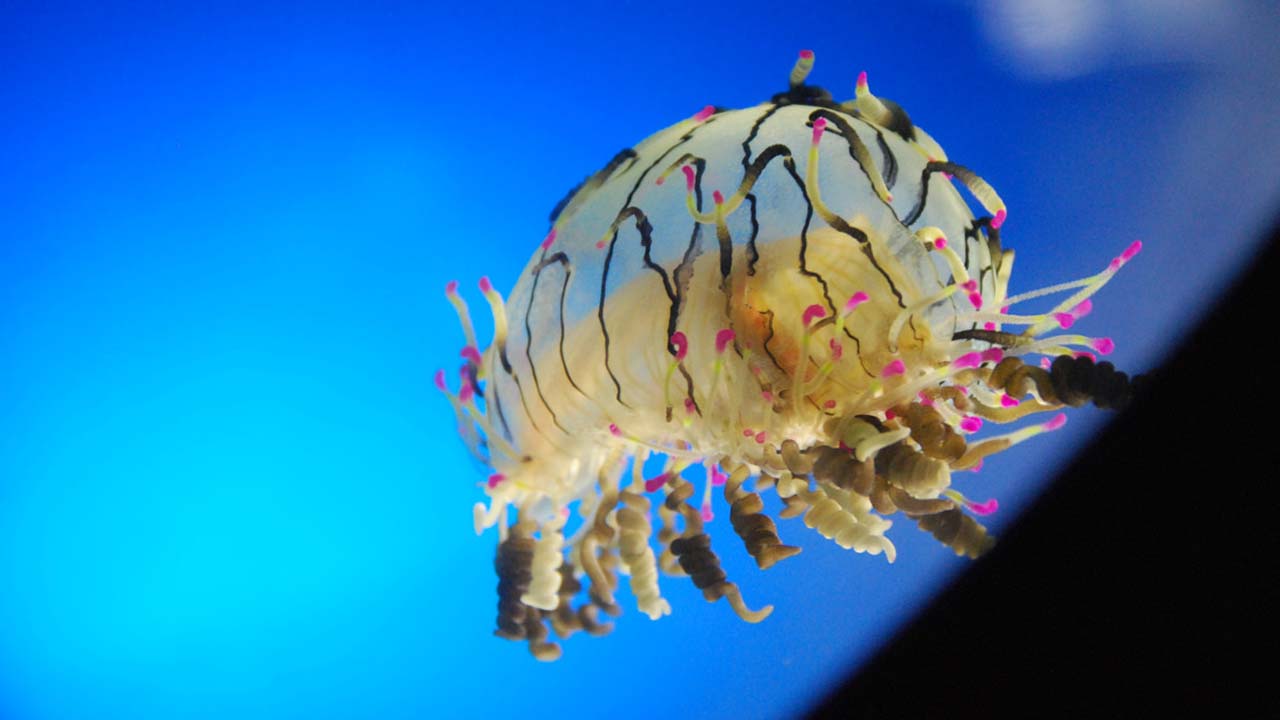 rarest jellyfish