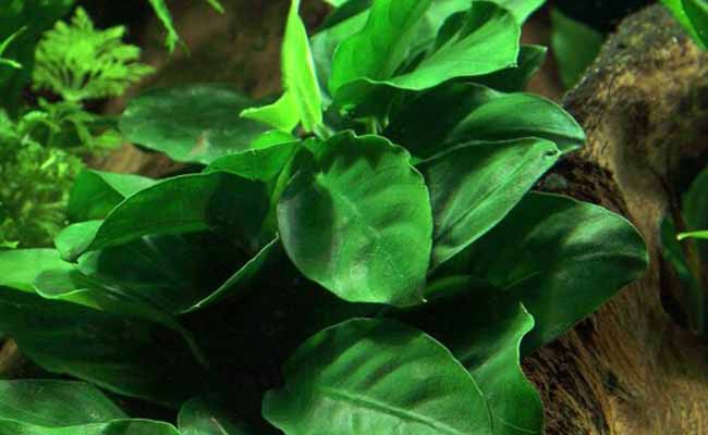 Anubias Barteri