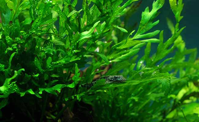 Bolbitis Heuskelli