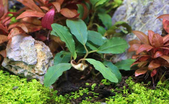Bucephalandra Sp. ('Buce')