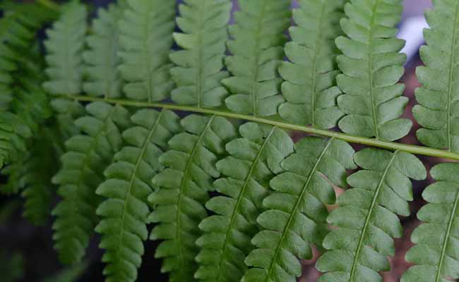Cinnamon fern (Osmundastrum cinnamomeum)