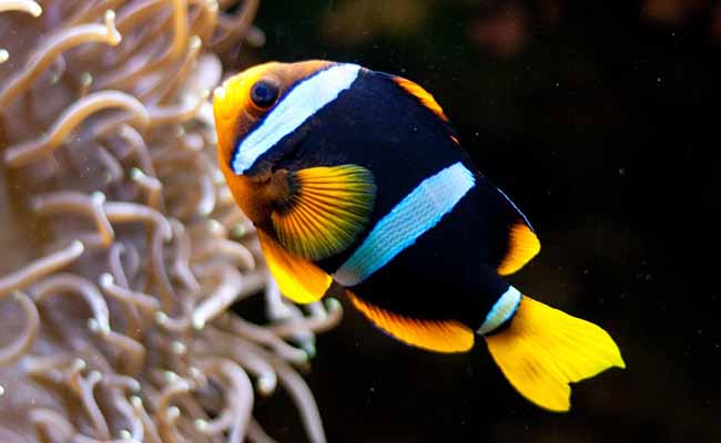 Clark's anemonefish