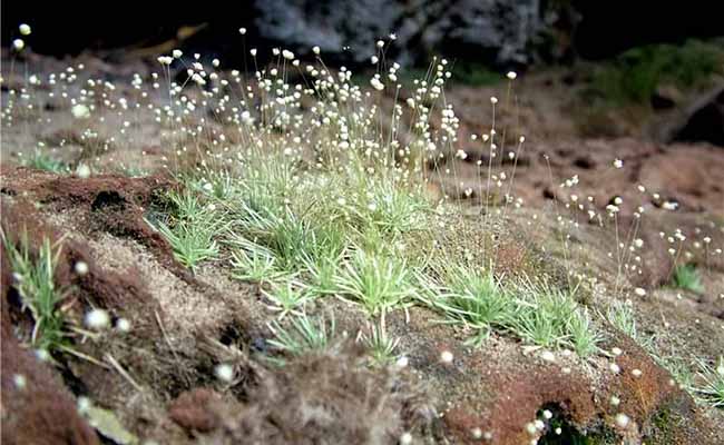 Blastocaulon