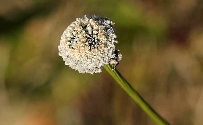 Mesanthemum