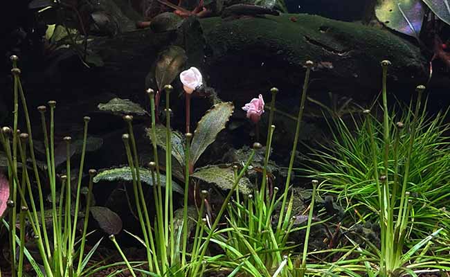 Rhodonanthus