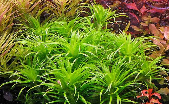 Syngonanthus