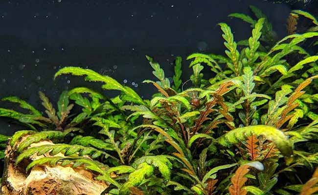 Indian Water Fern (Hygrophila Pinnatifida)