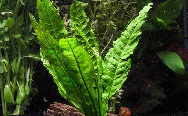 Java Fern (Microsorum Pteropus)