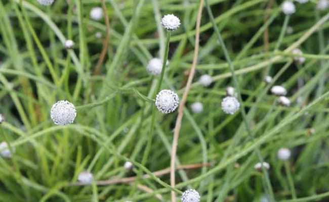 Lachnocaulon