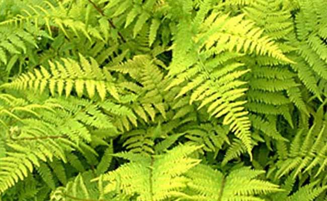 Lady fern (Athyrium filix-femina)