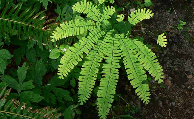 Maidenhair fern (Adiantum spp.)