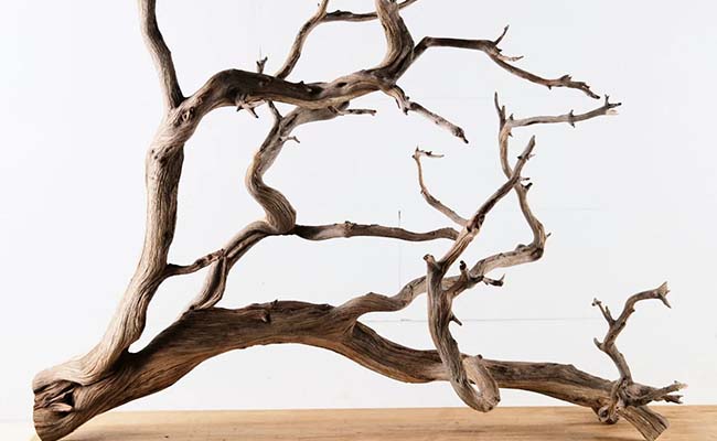 Manzanita wood