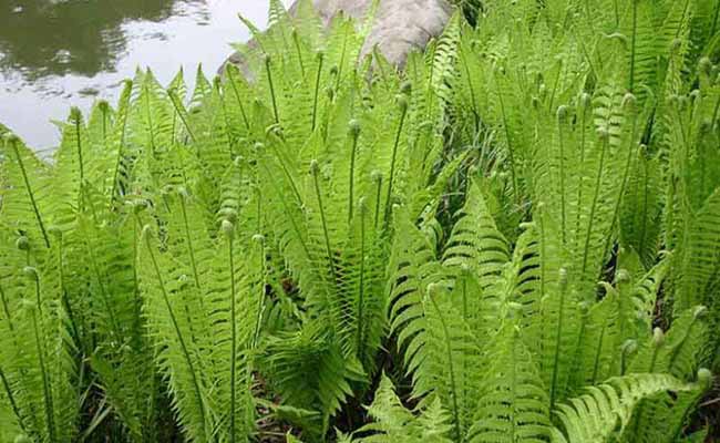 Ostrich fern (Matteuccia Struthiopteris)