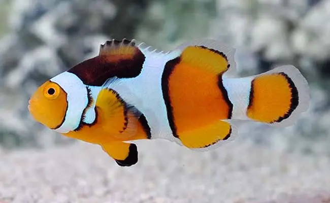 Percula clownfish