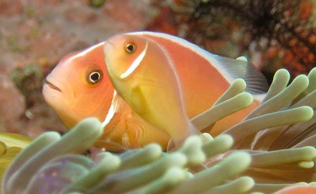 Pink skunk clownfish