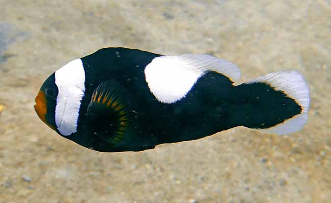 Saddleback clownfish