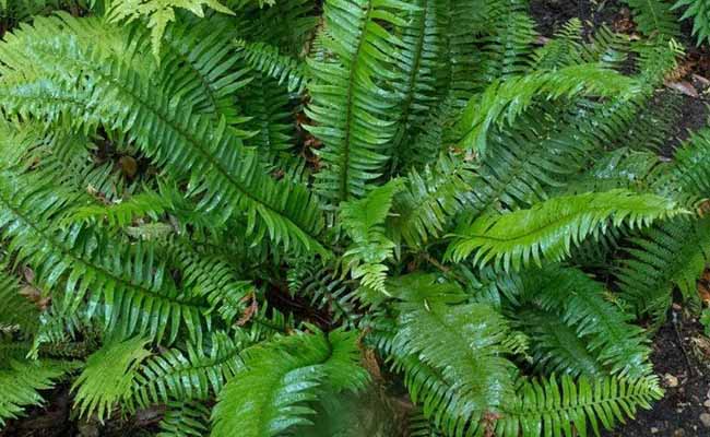 Sword fern (Polystichum munitum)