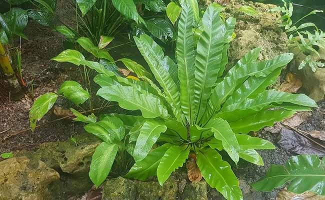 Thai Fern (Microsorum Pteropus 'Thai')
