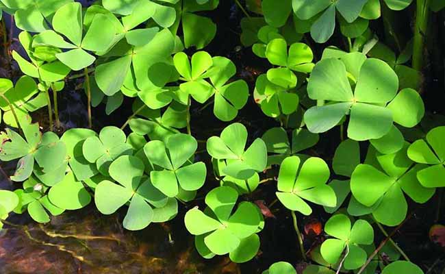 Water Clover (Marsilea Quadrifolia)