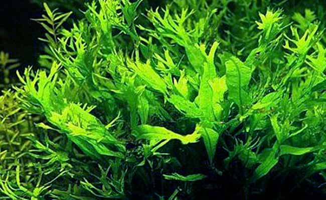 Windelov Fern (Microsorum Pteropus 'Windelov')