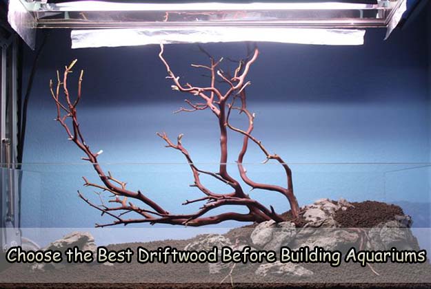 Choose the Best Driftwood Before Building Aquariums