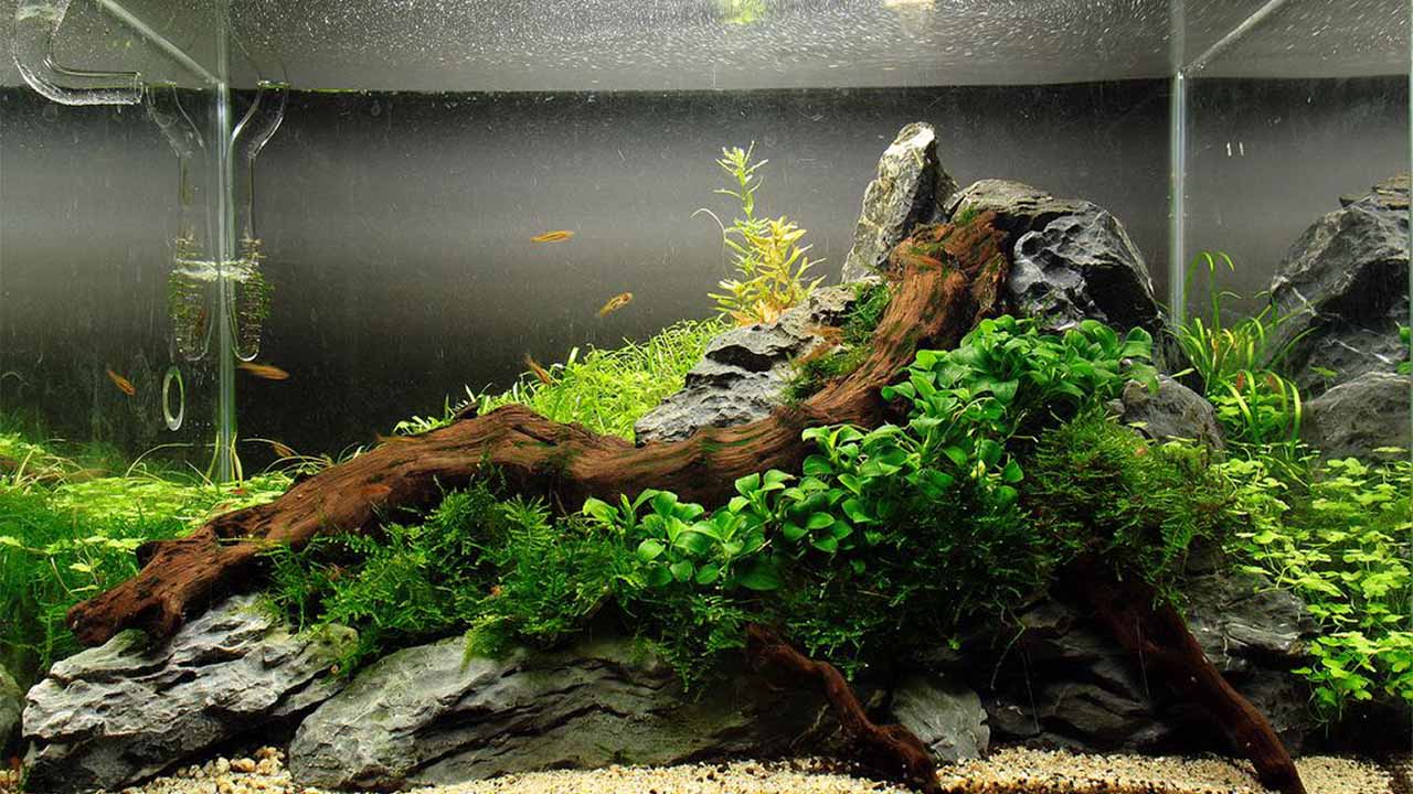 aquarium driftwood