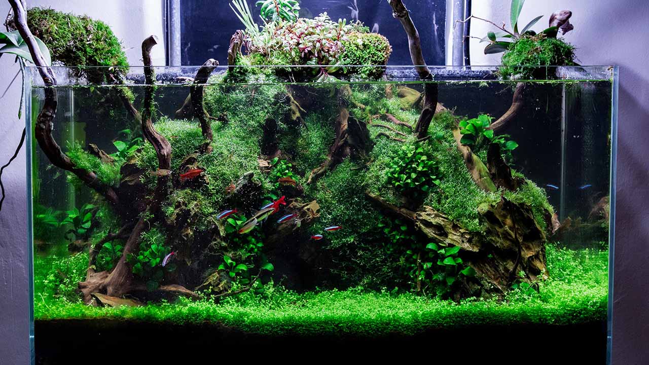 Best Driftwood Building Aquariums
