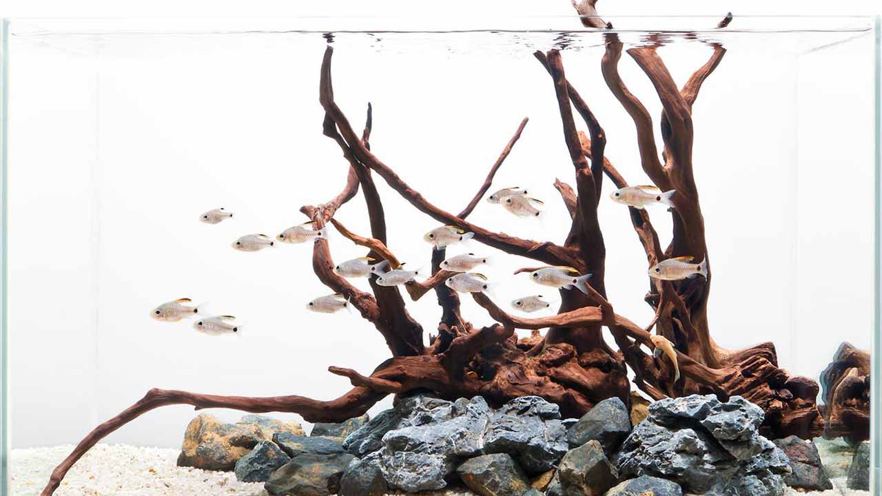 driftwood