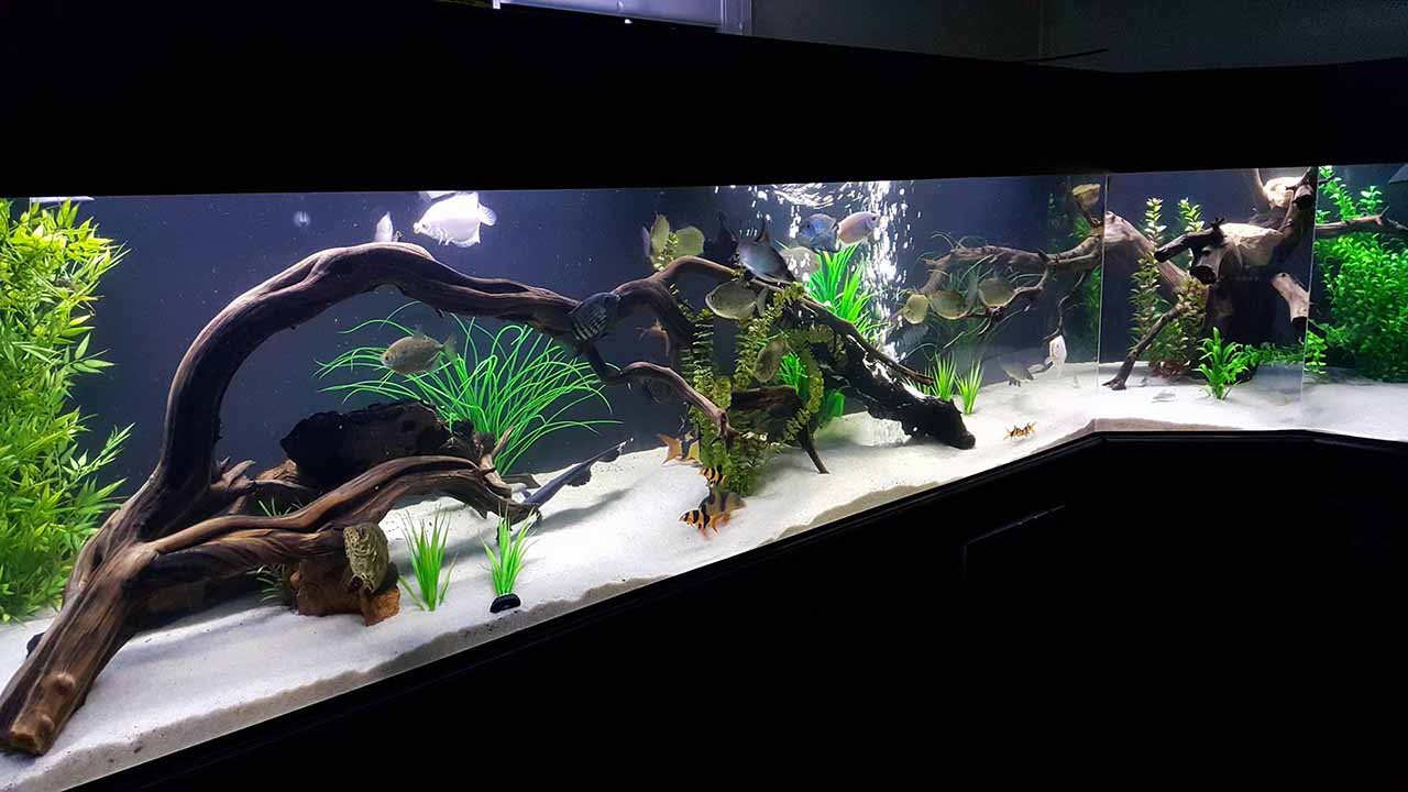 driftwood for aquarium