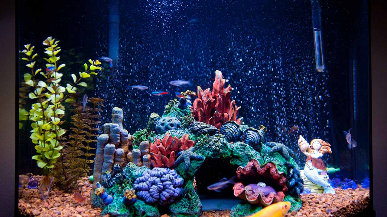 lighting for saltwater aquarium