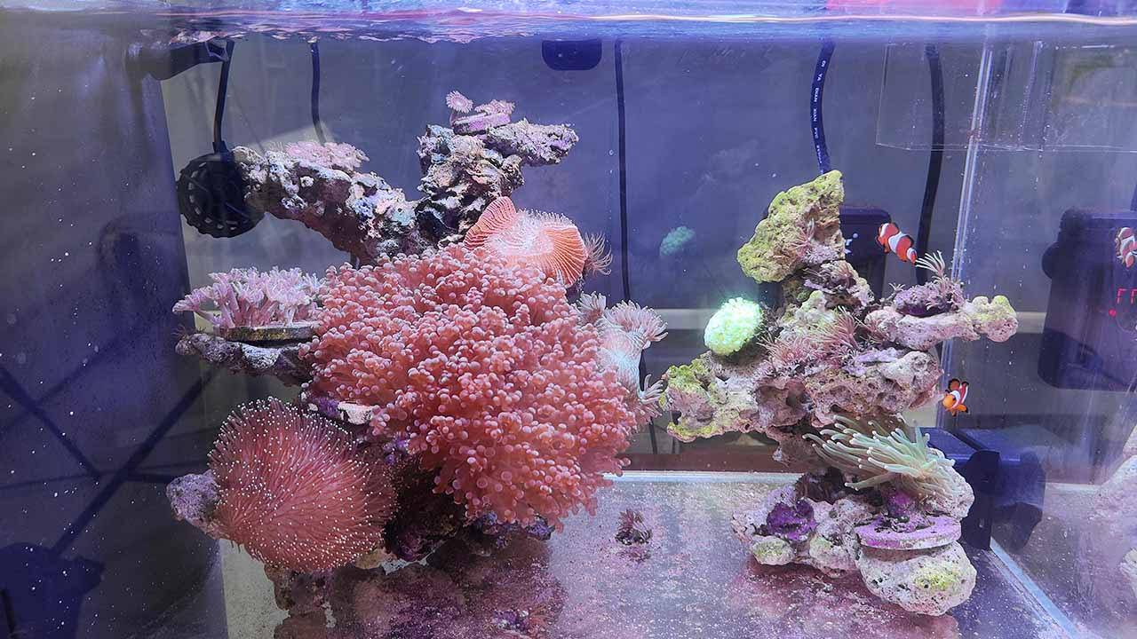 saltwater light