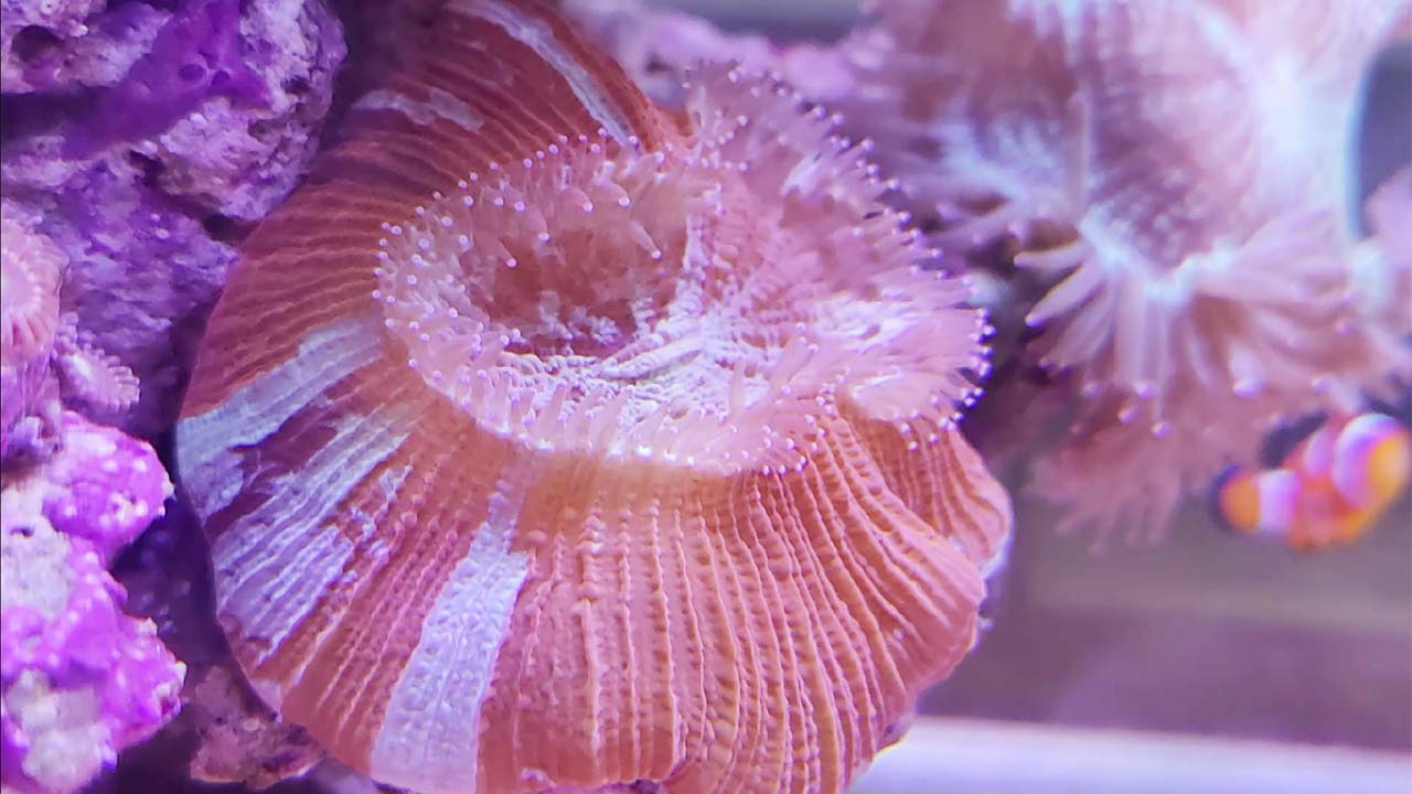light and algae