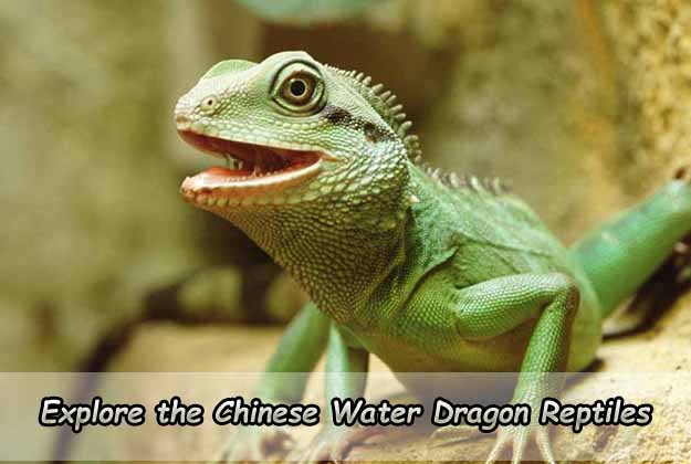 Explore the Chinese Water Dragon Reptiles