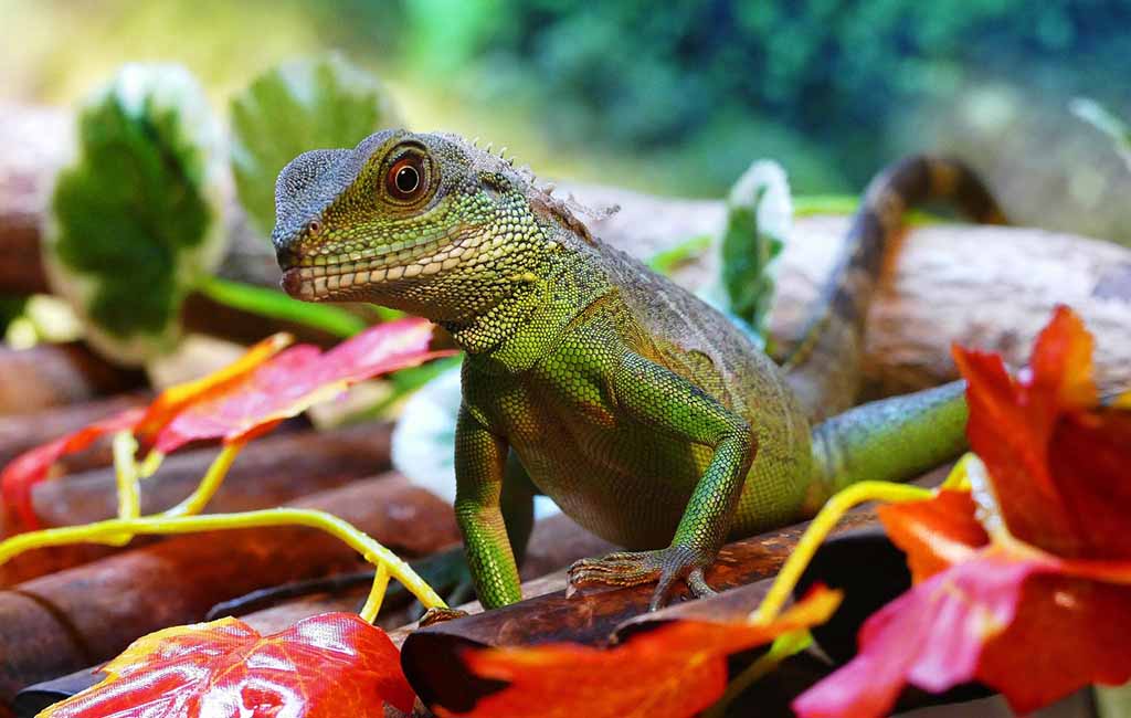 Chinese water dragon in water