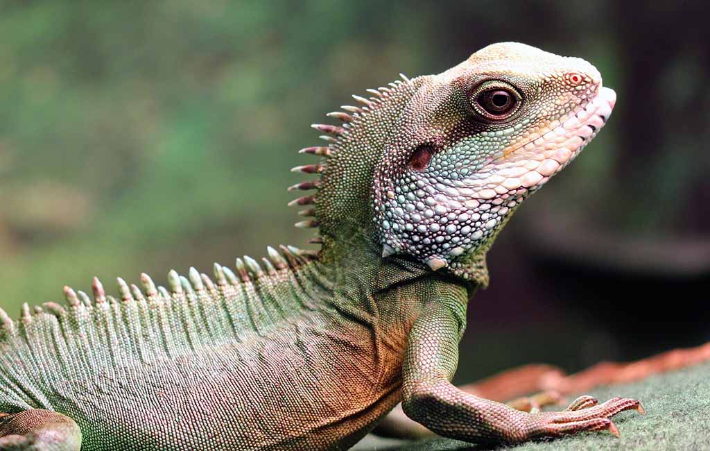 Chinese water dragon
