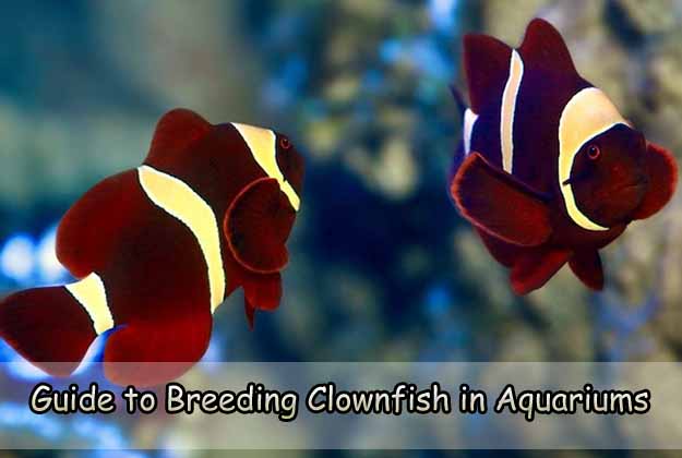 Guide to Breeding Clownfish in Aquariums
